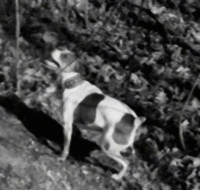 A black and white photo of a Kemmer Feist standing in grass and looking up and to the left with its mouth open