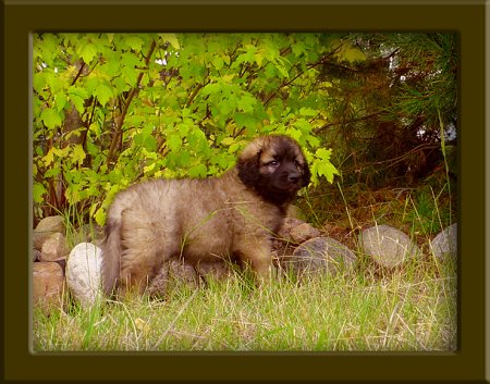 A Leonberger puppy is standing in front of a line of stones at the edge of woods looking to the right.