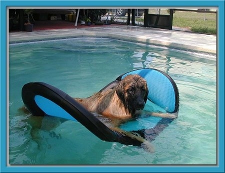 A wet Leonberger is laying on a floatie in a pool.