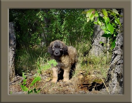 A fluffy little Leonberger puppy is standing in the woods in grass in between three trees.
