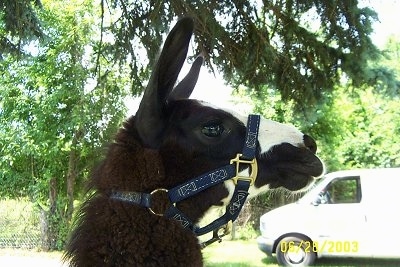 Close up Right Profile - A black with white Llamas face. It is looking to the right. There is a white van in the background.