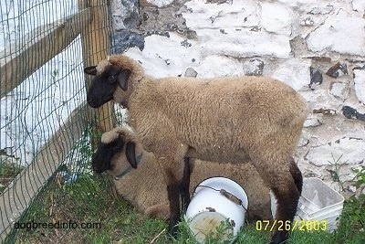 A Lamb is standing in grass next to a Lamb that is laying in grass. They are looking out of a wire fence in front of them. There is a barn's stone wall behind them.