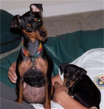 Two black and tan Min Pin dogs an adult and a puppy - A black and tan Miniature Pinscher is sitting in the lap of a person laying down on a couch, its head is tilted to the left. Next to it is a black and tan Miniature Pinscher puppy that is laying on the persons chest.