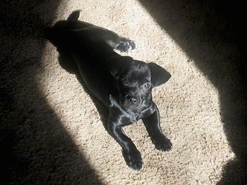 A small-breed, black Chihuahua/Pekingese/Terrier mix is laying on a tan carpet inside a beam of sunlight looking up.