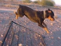 Maggie the Rottweiler is jumping over a fence outside