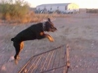Side View of Maggie the Rottweiler beginning to jump.
