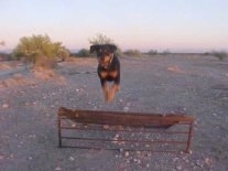 Maggir the Rottweiler jumping over a metal grate