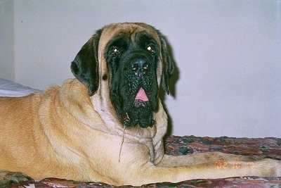 Jewel the English Mastiff is laying on a bed with about a foot of drool down the left side of its face