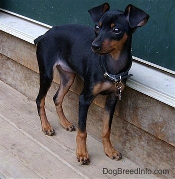 A small breed, black with brown Miniature Pinscher puppy is outside standing on a wooden deck in front of a doorway.