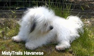 A white with grey Havanese is laying in grass in front of a wire fence looking back.