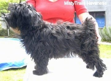 A black Havanese puppy is standing on a table. There is a lady in a red shirt posing the puppy in a show stack pose.