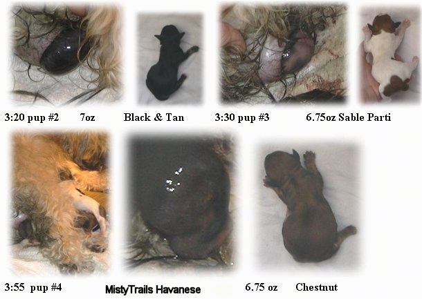 A combination of images that show the birth of three newborn puppies