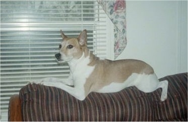 A tan with white Mountain Feist is laying on the back of a brown couch in front of a white window.