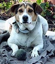 View from the front - A tricolor white with tan and black Mountain Feist dog is laying on a gray blanket outside on a porch with a toy ball between its front paws.