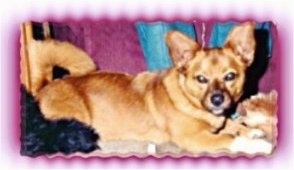 Right Profile - A large bat-eared tan with white Mountain Feist is laying on a couch with its tail curled over its back.