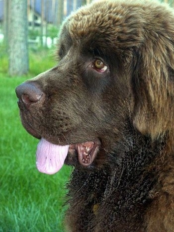 Left Profile head shot - A furry, huge, brown Newfoundland puppy is sitting in grass with its tongue sticking out of the side of its mouth.