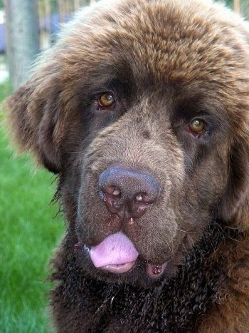Close up head shot - A large-headed, fluffy, brown-eyed, chocolate Newfoundland puppy is sitting in grass and its mouth is open and its tongue is showing.
