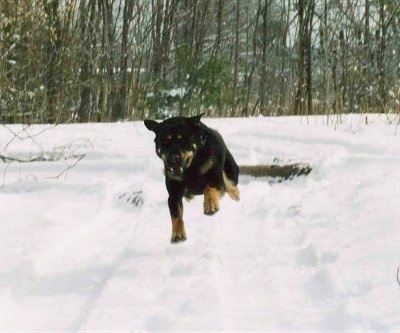 Nova the dog running through snow with all 4 paws on the ground