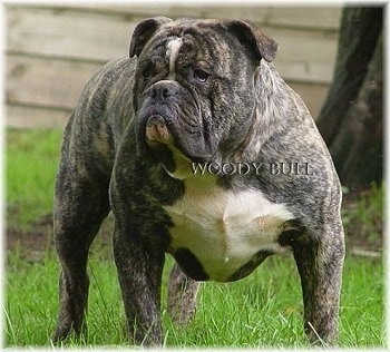 Front view - A wide-chested, muscular, dark brown brindle with white Olde Victorian Bulldogge is standing in grass and it is looking to the left. There is a tree behind it. The words - Woody Bull - are overlayed in the middle of the image.