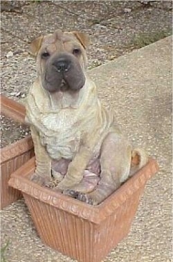 A very wrinkly, extra skinned, square headed, tan with black Ori Pei is sitting in an outside clay flower pot looking up. Its head is slightly tilted to the left and its eyes are squinty. It has small rose ears.