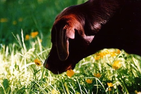 Close up head shot - A chocalate Labrador Retriever is sniffing yellow buttercups in tall grass