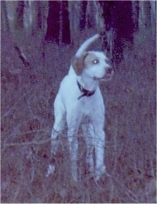 A white with tan Pointer is standing in medium sized brown grass and it is looking to the right.