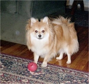 A tan with white Pomeranian dog is standing on a rug with its back legs on a hardwood floor and there is a red ball in front of it. The Pomeranian is looking forward. Its legs are thin compared to its fluffy body.