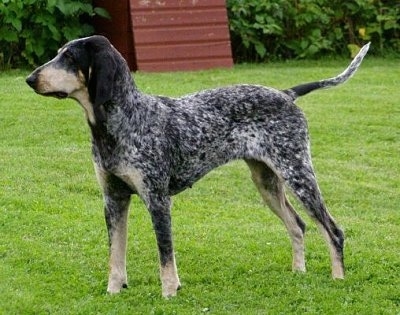 Left Profile - A black and white with tan ticked Petit Bleu de Gascogne dog is standing in grass looking to the left.