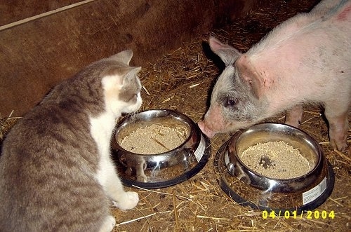 A pink with grey and white Piglet is looking at the food bowls in front of it. There is a cat looking at the piglet. They are inside of a barn.