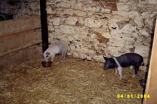 A pink with grey and white Piglet is standing in front of a stone wall in an old barn and it is looking down at a food bowl. There is a black with pink Piglet standing across the room.