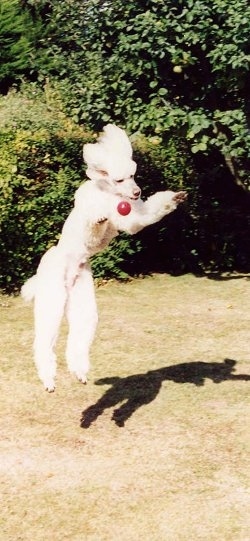 Prince the Poodle is jumping up in mid-air to grab a red tennis ball