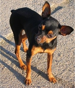 Front side view - A black with tan Prazsky Krysarik is standing in dirt. Its head is tilted to the right and looking to the left.