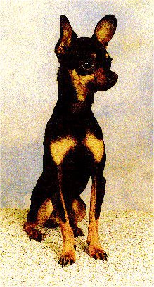 Front side view - A shorthaired, black with tan Prazsky Krysarik dog is sitting on a tan carpet looking to the right.