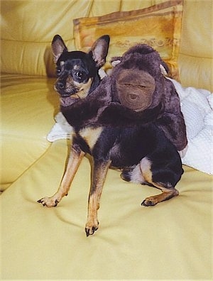 Front side view - A shorthaired, black with tan Prazsky Krysarik dog is sitting on a yellow leather couch and it is looking forward. There is an ape plush doll with its arm wrapped around the dogs neck.