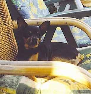Side view - A shorthaired, perk eared, black and tan Prazsky Krysarik dog is laying outside on a brown wicker chair and it is looking forward. There is a green wooden chair behind it.