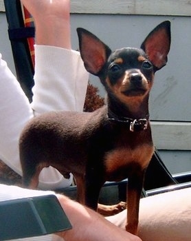 A black with tan Prazsky Krysarik puppy is standing on a persons lap outside on a green chair and it is looking up.