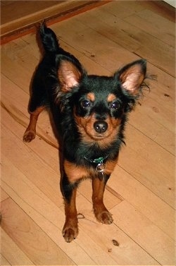 Front view looking down at the dog - A black with brown Prazsky Krysarik is standing on a hardwood floor and it is looking up. It has longer fringe hair on its perk ears.