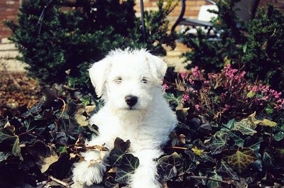 Front view - A white with tan Schnoodle puppy is sitting on a concrete tiled porch looking forward and it looks like it is smiling. It has longer straggly hair on its head and fuzzy hair on its body.