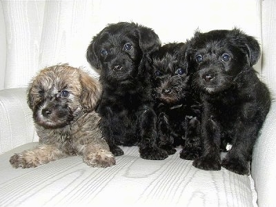 Four Schnoodle Puppies are sitting and laying on a couch. They are looking to the left and their heads are tilted forward. The first puppy is tan and black and the other three are all black.