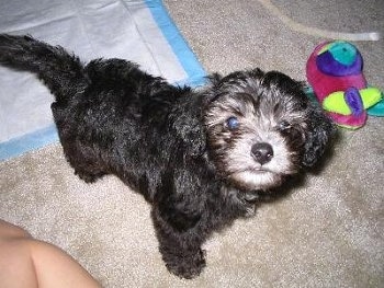 Top down view of a black Schnoodle puppy that is standing on a carpet and it is looking up. There is a colorful plush toy and a pee pad behind it.
