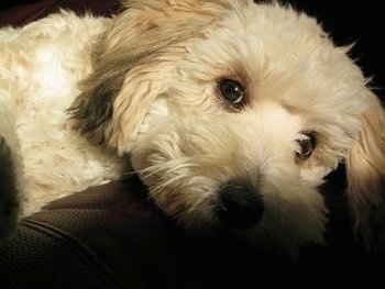 Close up front view - An apricot Schnoodle puppy is laying across the arm of a couch and it is looking forward.