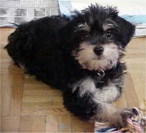 A black with tan Schnoodle puppy is laying across a hardwood floor. It is looking up and there is a rope toy in its front paw.