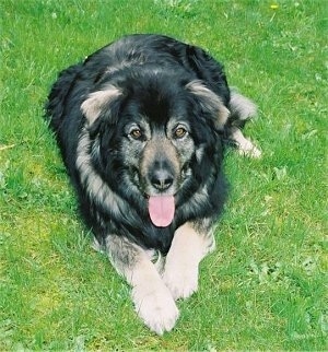 Front view - A black with tan Sarplaninac is laying in grass and it is looking up. Its mouth is open and its tongue is sticking out. The dog has brown eyes.