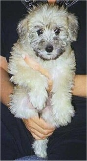Close up - A fluffy little tan with black Schnoodle puppy is in the arms of a person sitting on a couch.