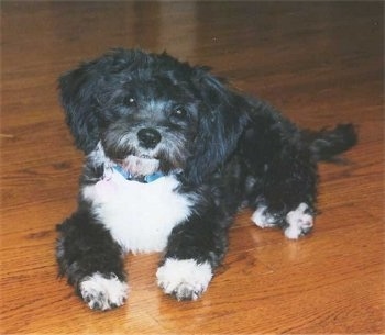 Shih+tzu+mixed+with+chihuahua+and+poodle