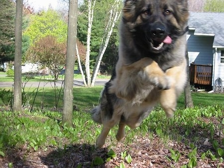 Sunny the Shiloh Shepherd in mid jump towards the camera holder