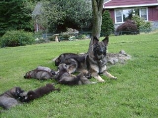 A black with grey and tan Shiloh Shepherd is laying outside in grass and to the left of the dog is a litter of Shiloh Shepherd puppies laying around her. There is a red house in the background