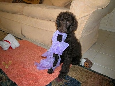 A black Standard Poodle puppy is sitting against the back of a tan couch and on a rug. It has a purple cloth in its mouth and it is looking forward.
