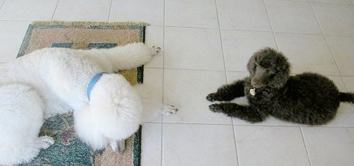 A white Standard Poodle dog is laying on a rug and looking down. There is a smaller black Standard Poodle dog laying across a white tiled floor looking up.