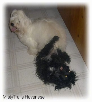 Two dogs locked together in a person's kitchen